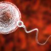 Sperm Donasyonu Nedir?